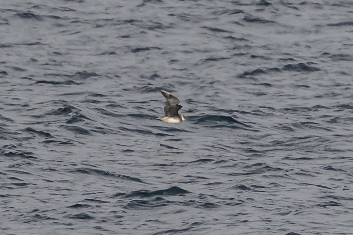 Pomarine Jaeger - ML646610902