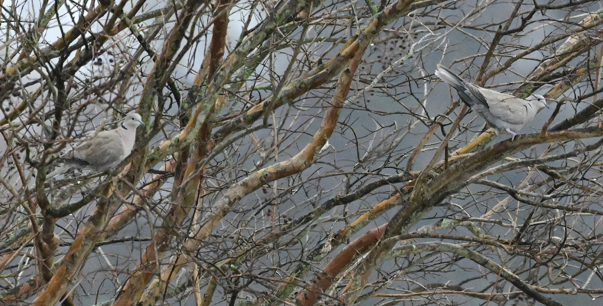 Горлиця садова - ML646610903