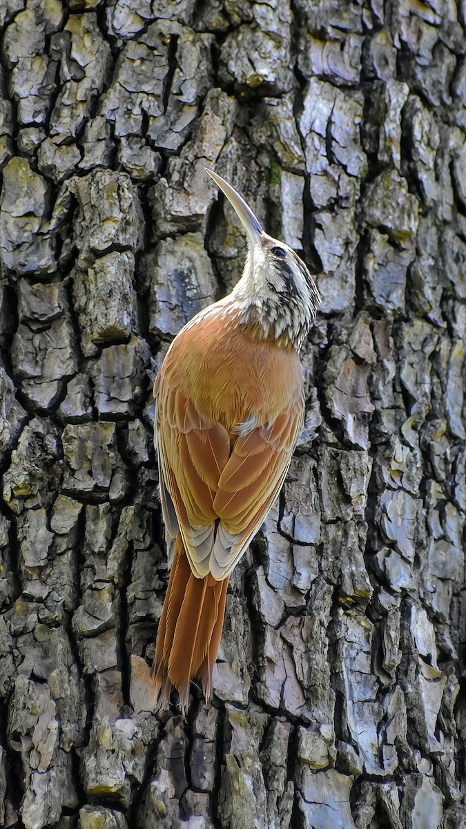 Narrow-billed Woodcreeper - ML646610904