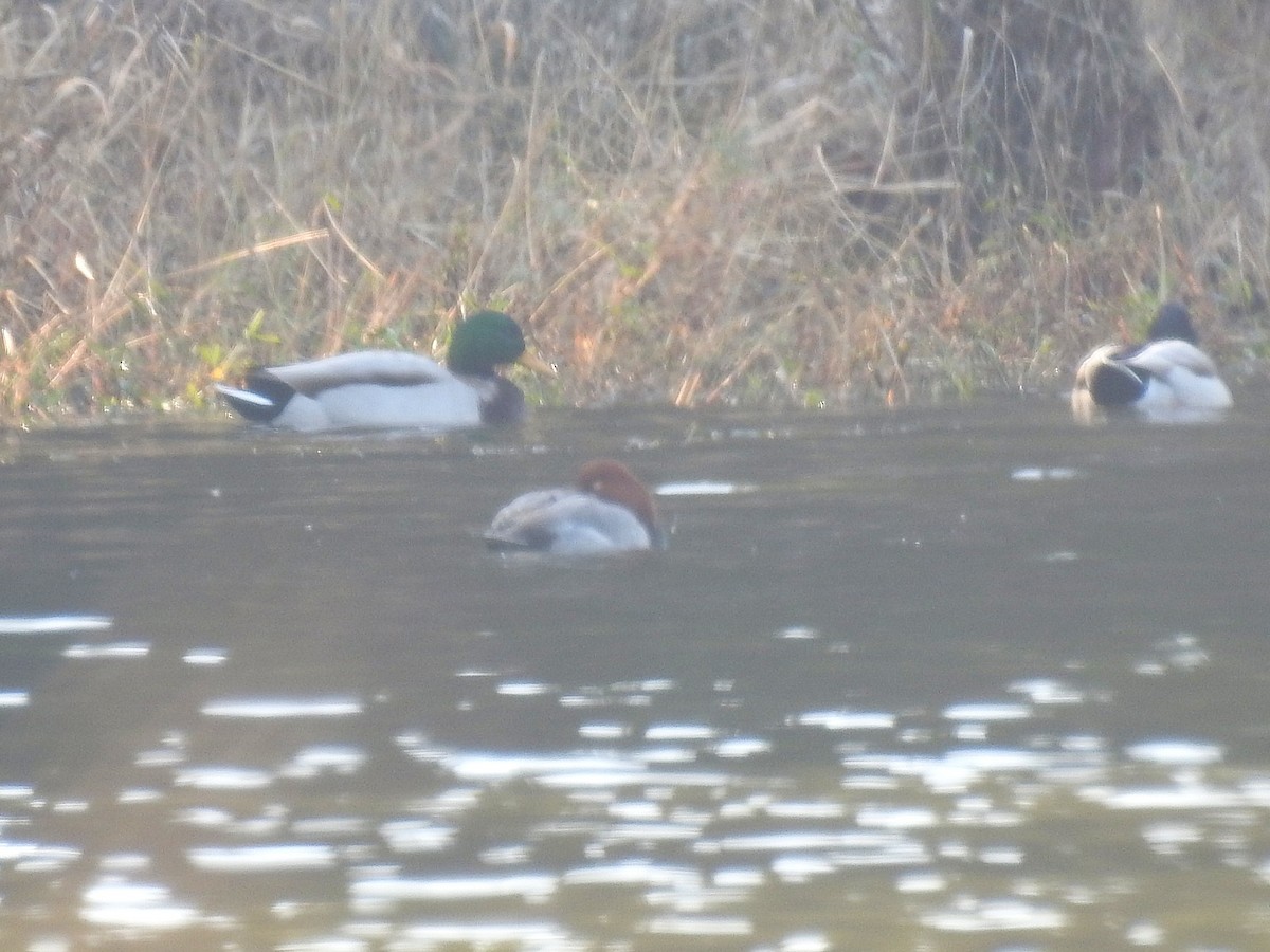 Redhead - ML646610905