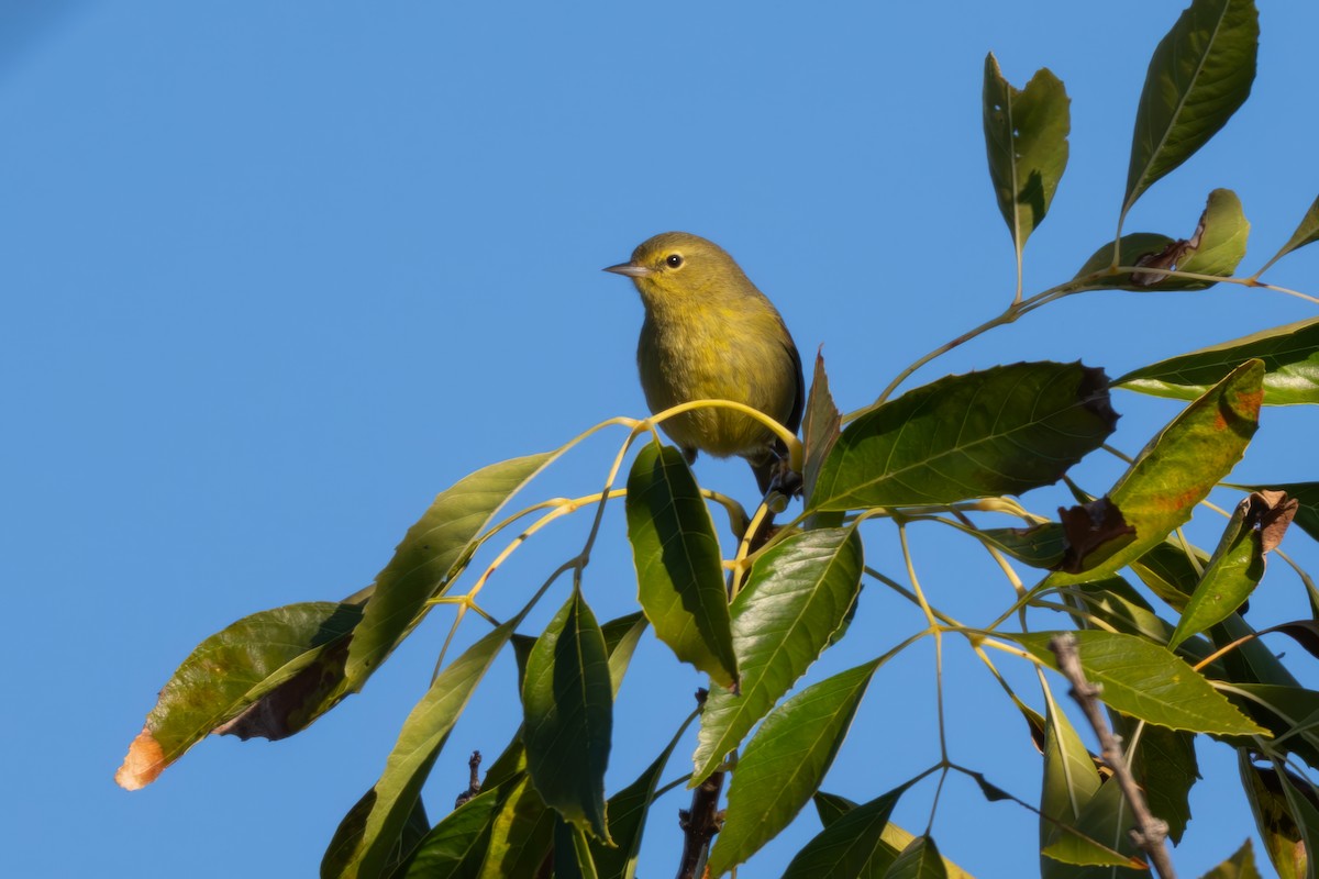 Orangefleck-Waldsänger (lutescens) - ML646610906