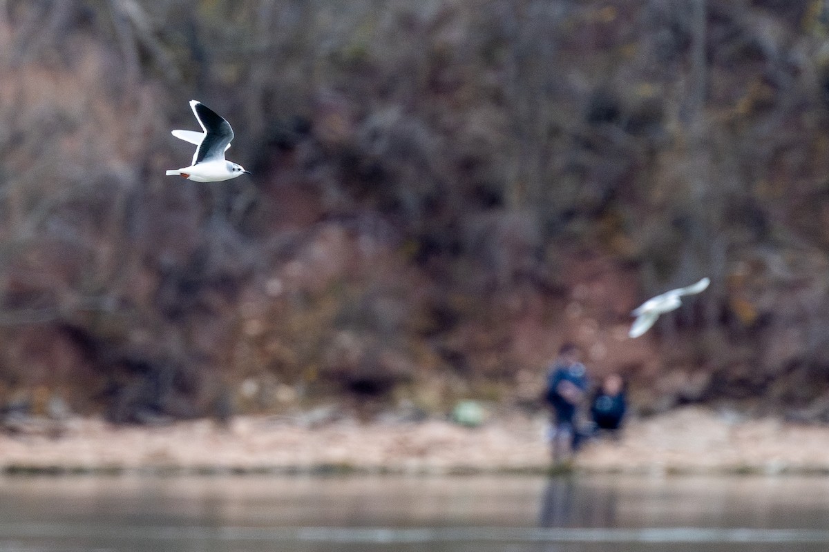 Little Gull - ML646610908