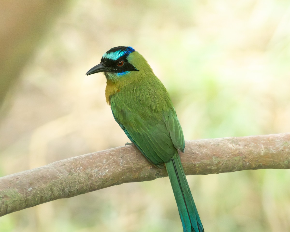 Whooping Motmot - ML646610909