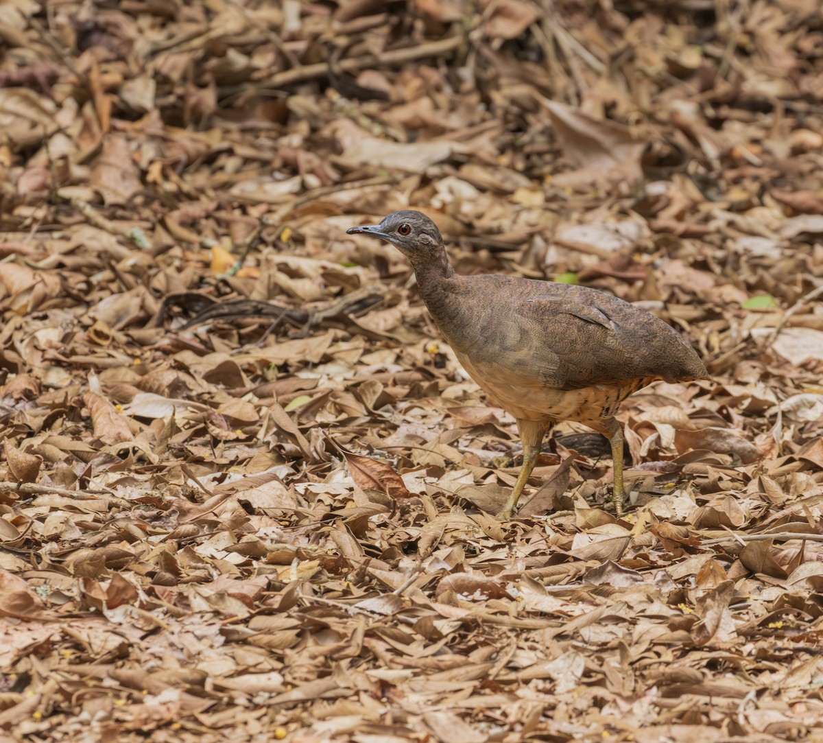 Yazılı Tinamu - ML646610910
