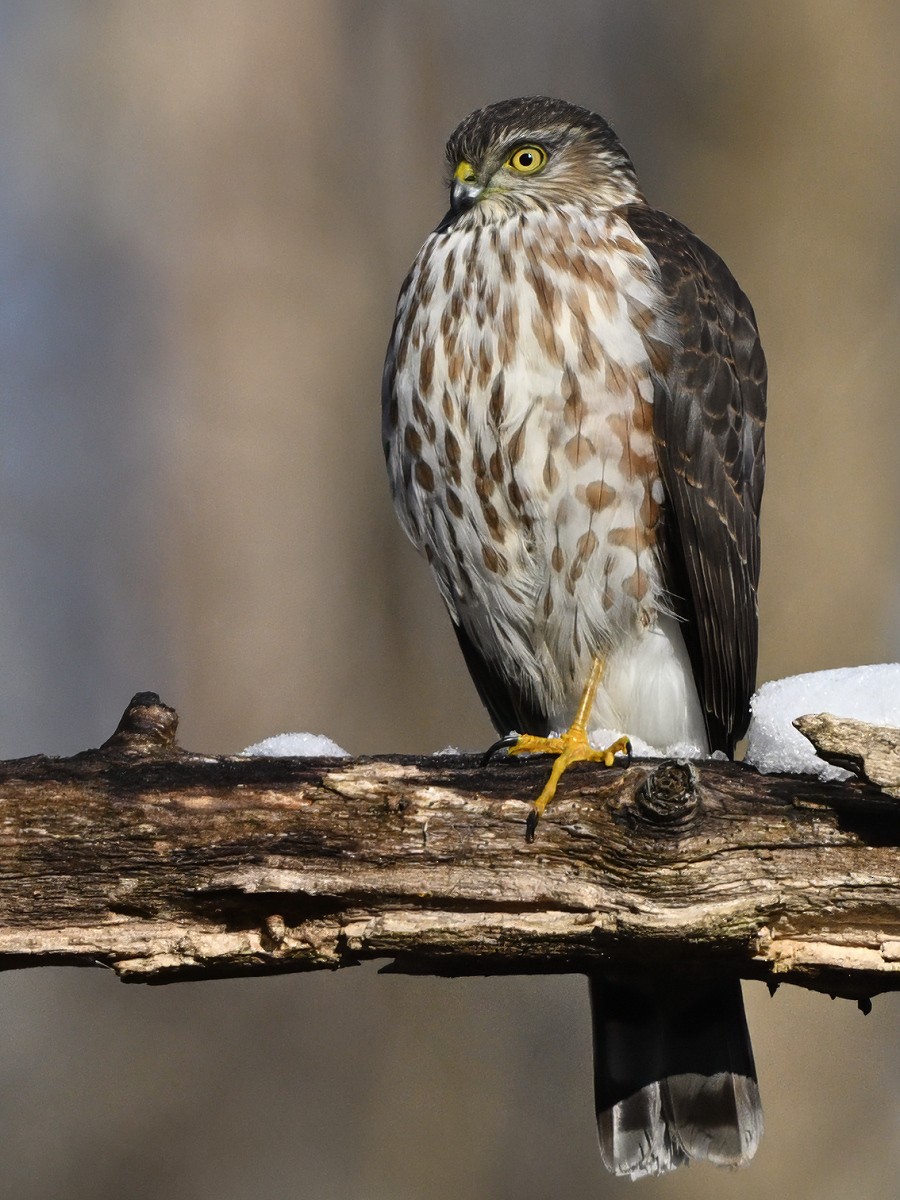 Eckschwanzsperber [velox-Gruppe] - ML646610920