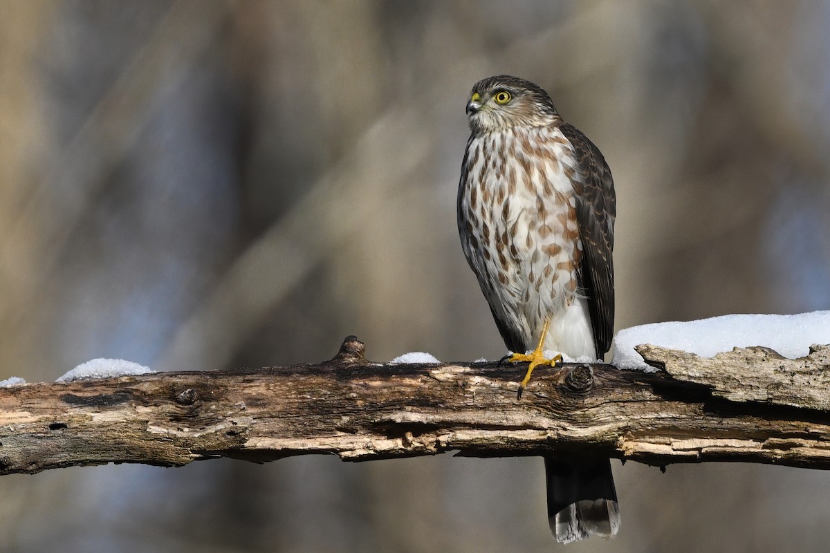 Eckschwanzsperber [velox-Gruppe] - ML646610921