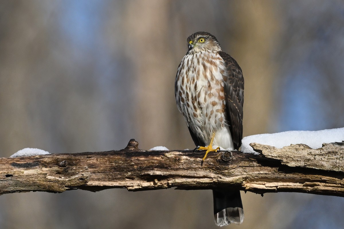 Eckschwanzsperber [velox-Gruppe] - ML646610922