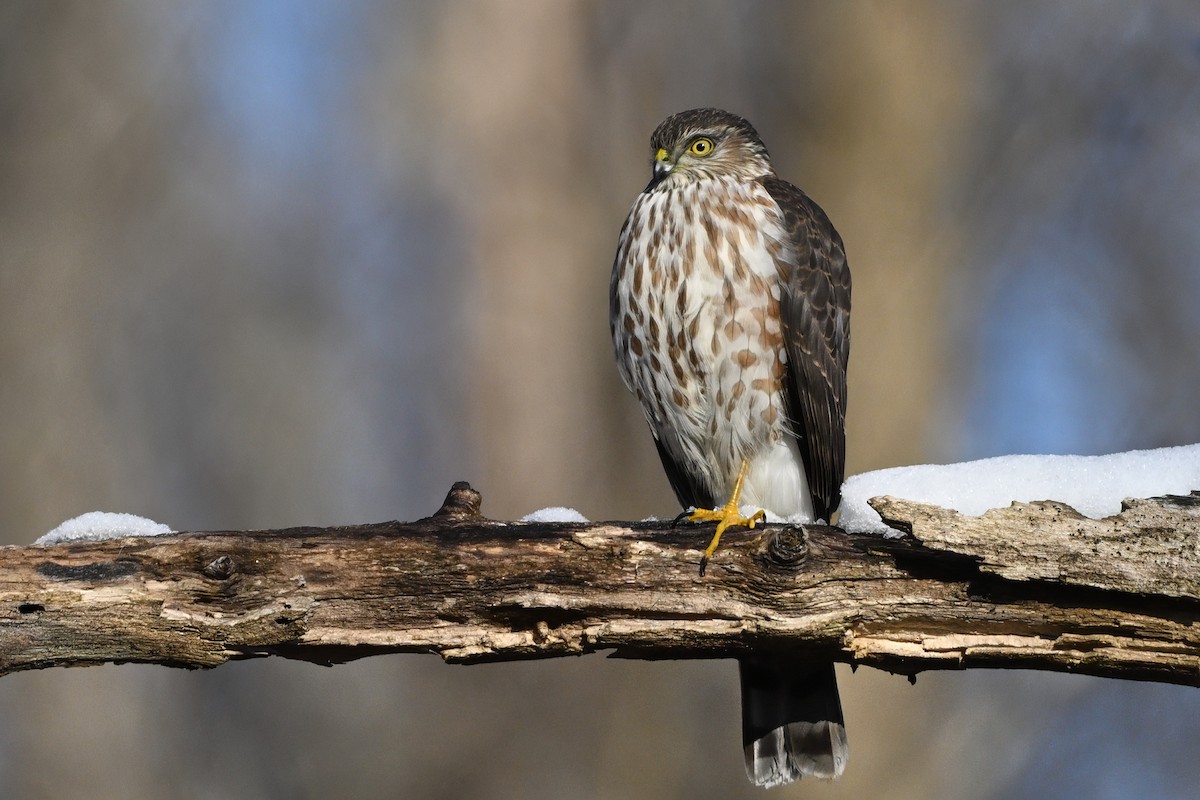 Eckschwanzsperber [velox-Gruppe] - ML646610923