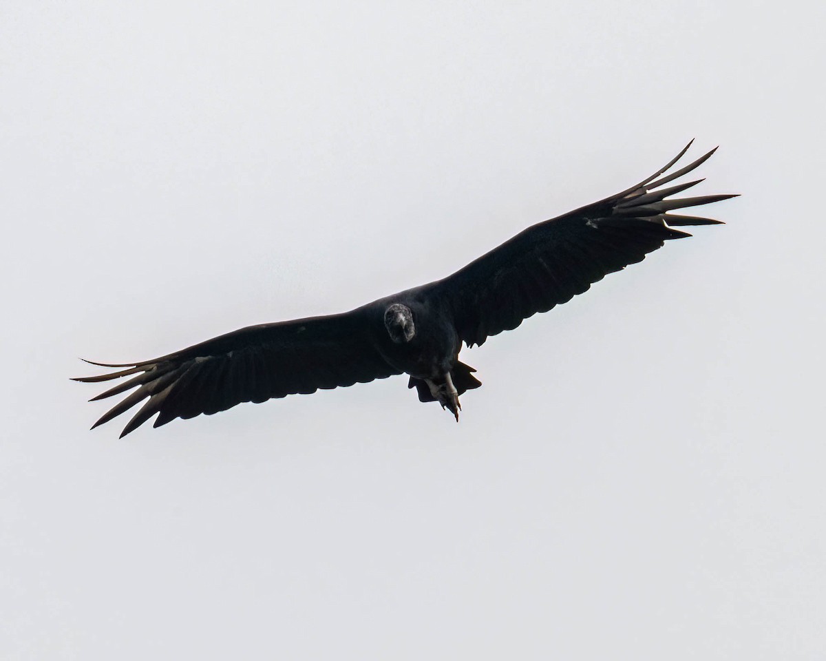 Чёрная катарта - ML646610924