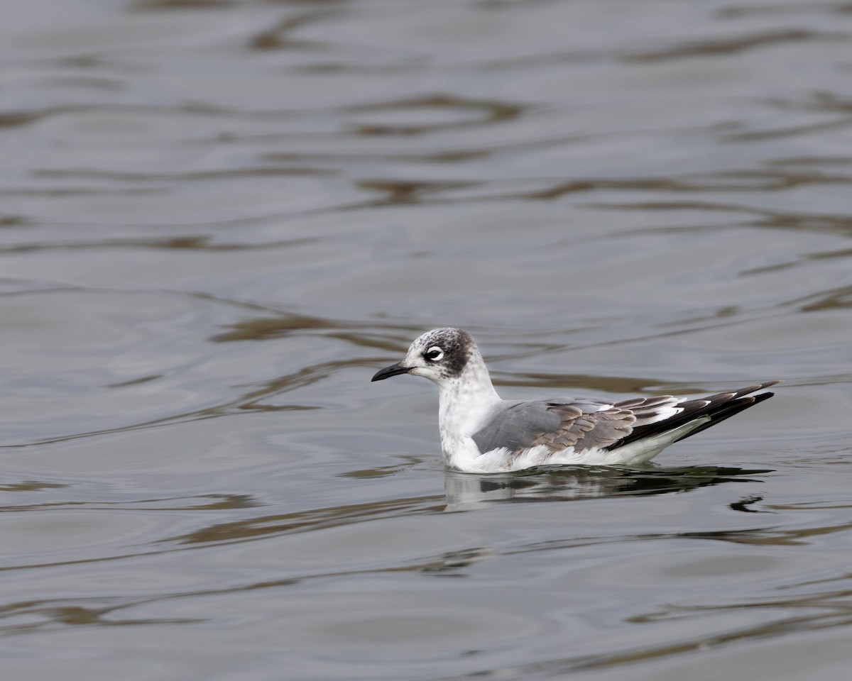 Franklin's Gull - ML646610925