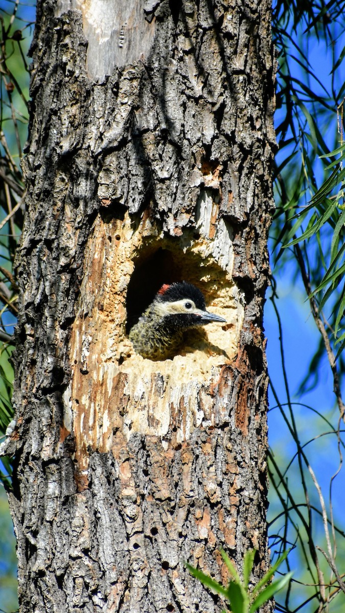 Carpintero Real - ML646610926