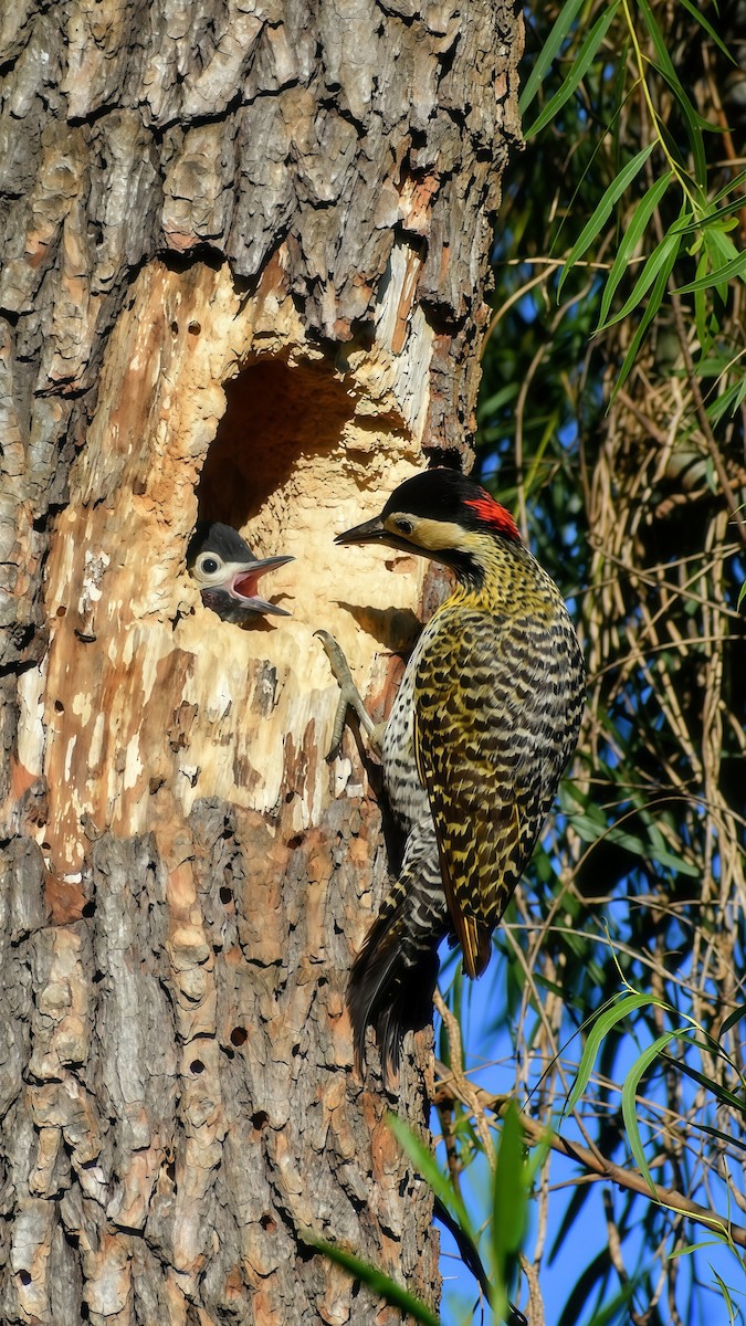 Carpintero Real - ML646610927