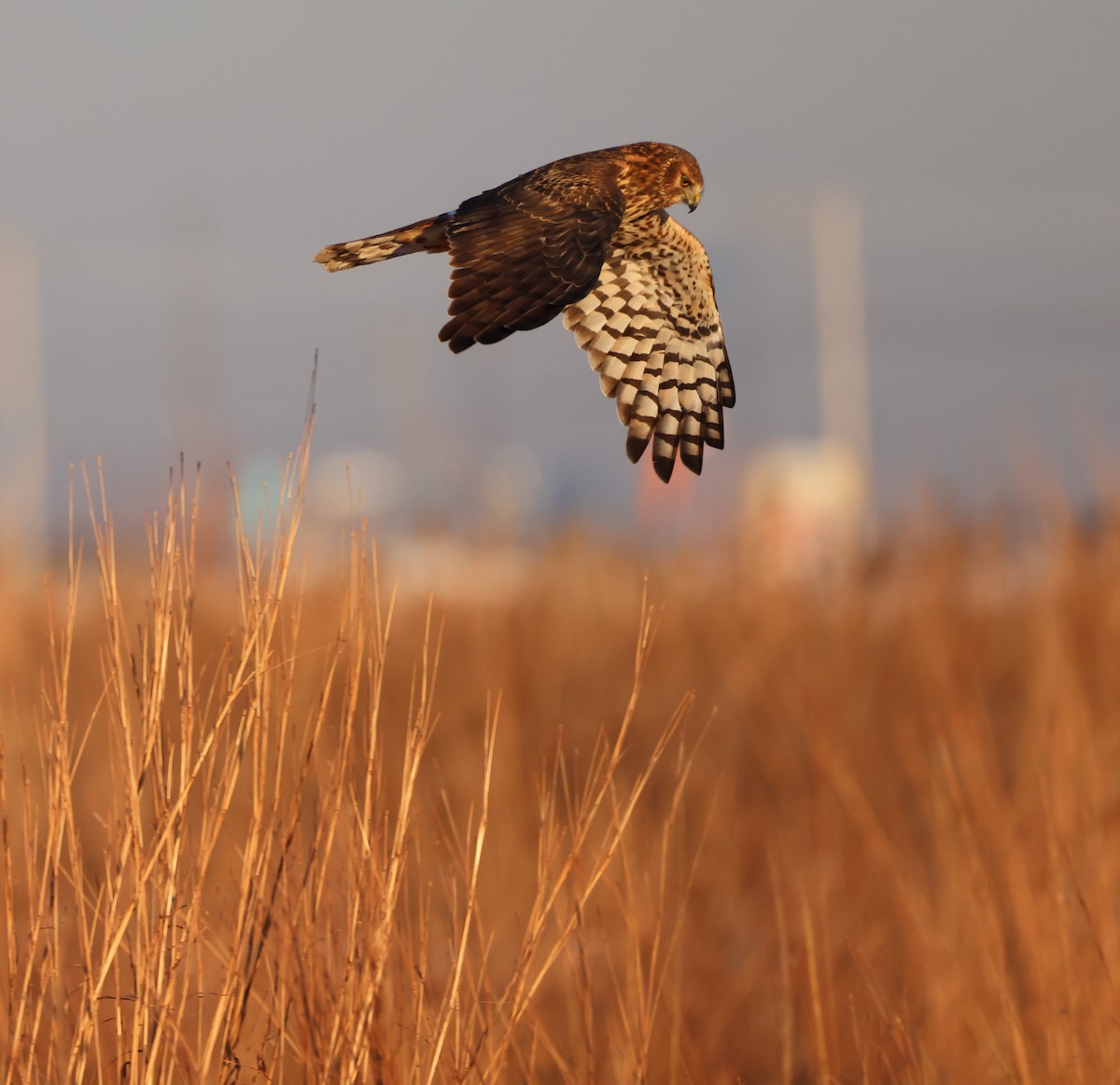 Aguilucho de Hudson - ML646610931