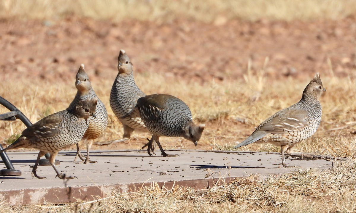 Scaled Quail - ML646610936