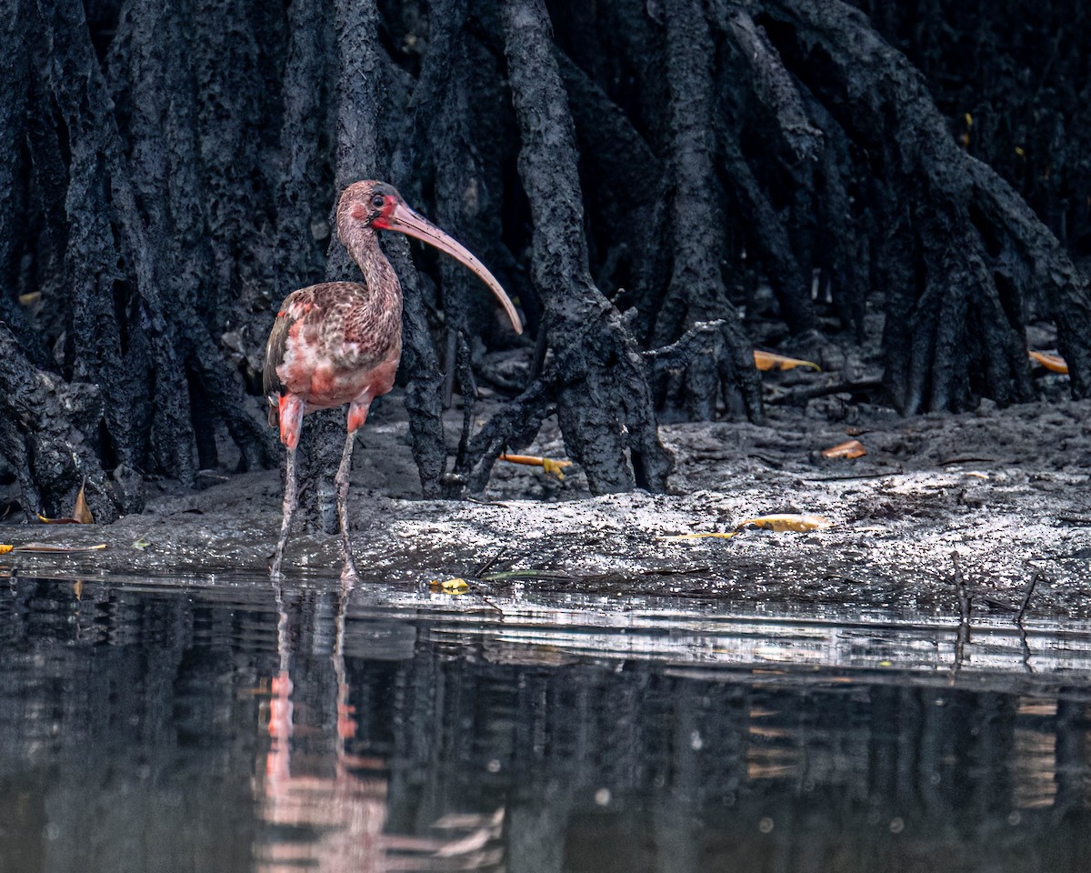 Corocoro Rojo - ML646610937