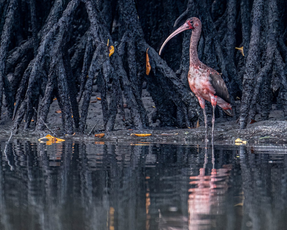 Corocoro Rojo - ML646610938