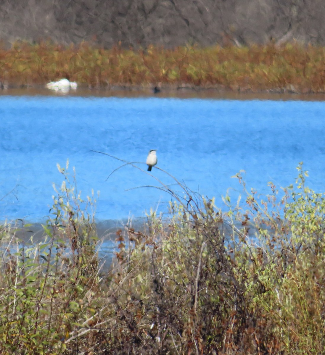 amerikavarsler - ML646610940