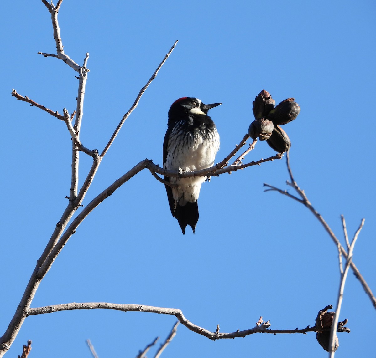 Acorn Woodpecker - ML646610941