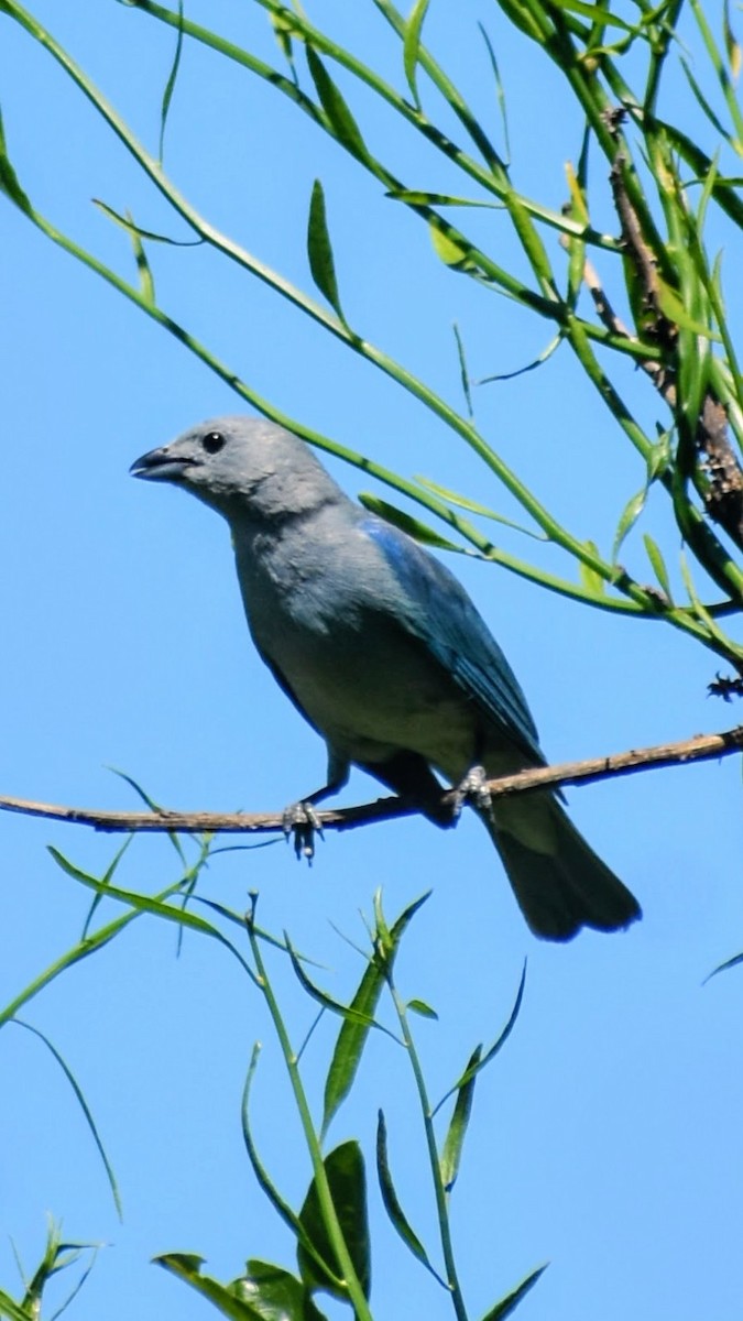 Tangara Sayaca - ML646610942