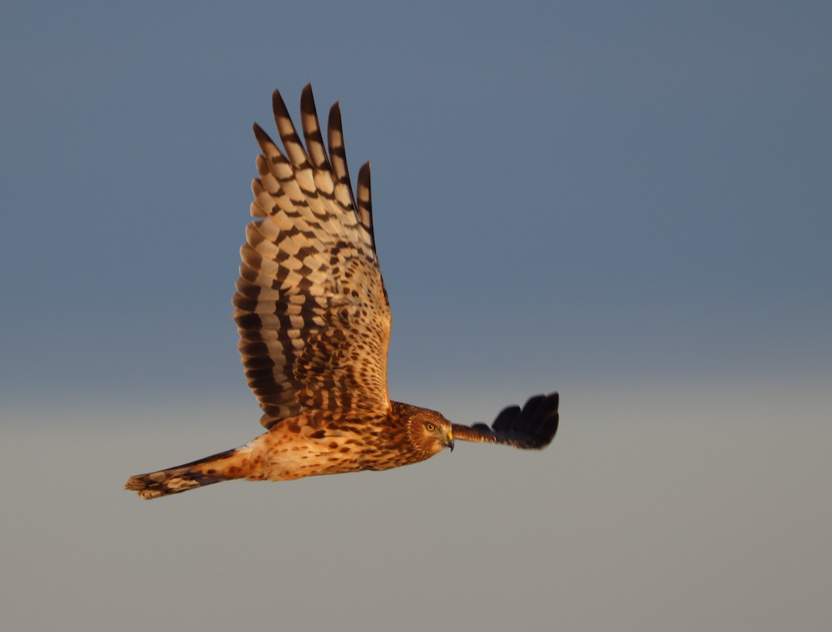 Aguilucho de Hudson - ML646610943