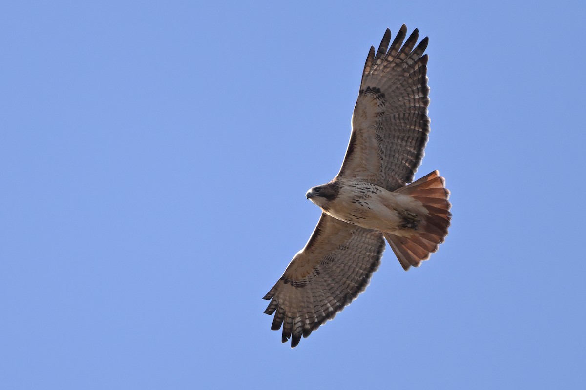 Rotschwanzbussard (borealis) - ML646610944