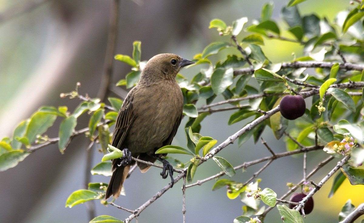 Varillero Congo - ML646610945