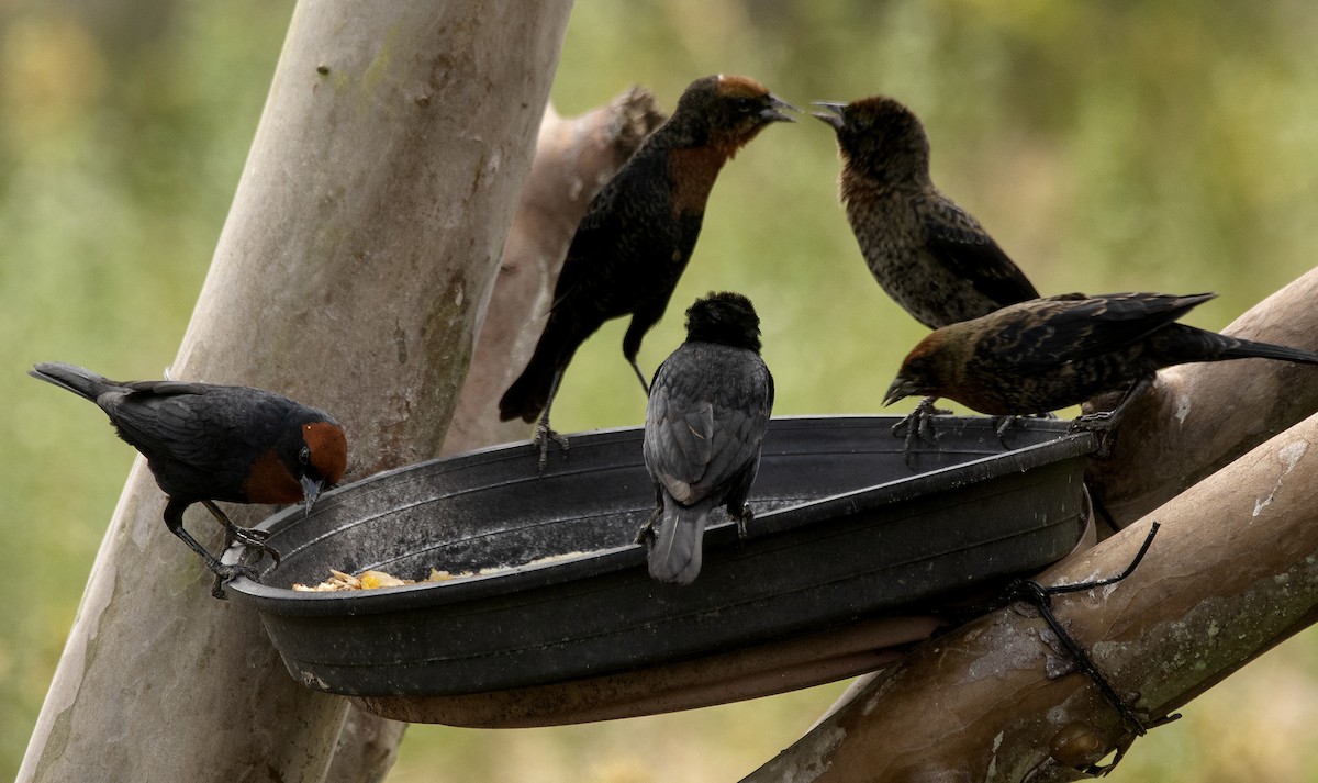 Varillero Congo - ML646610946