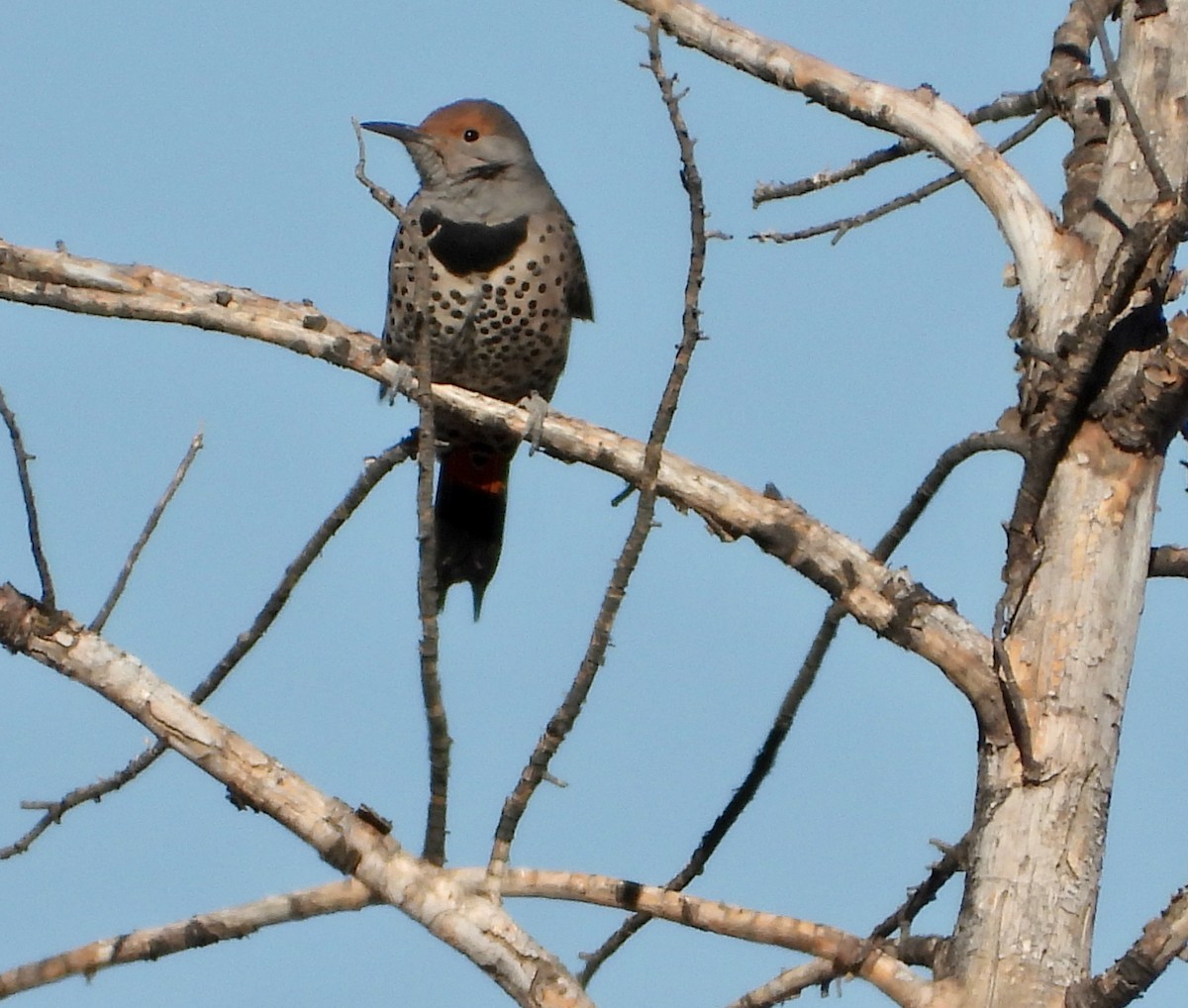 Northern Flicker (Red-shafted) - ML646610947