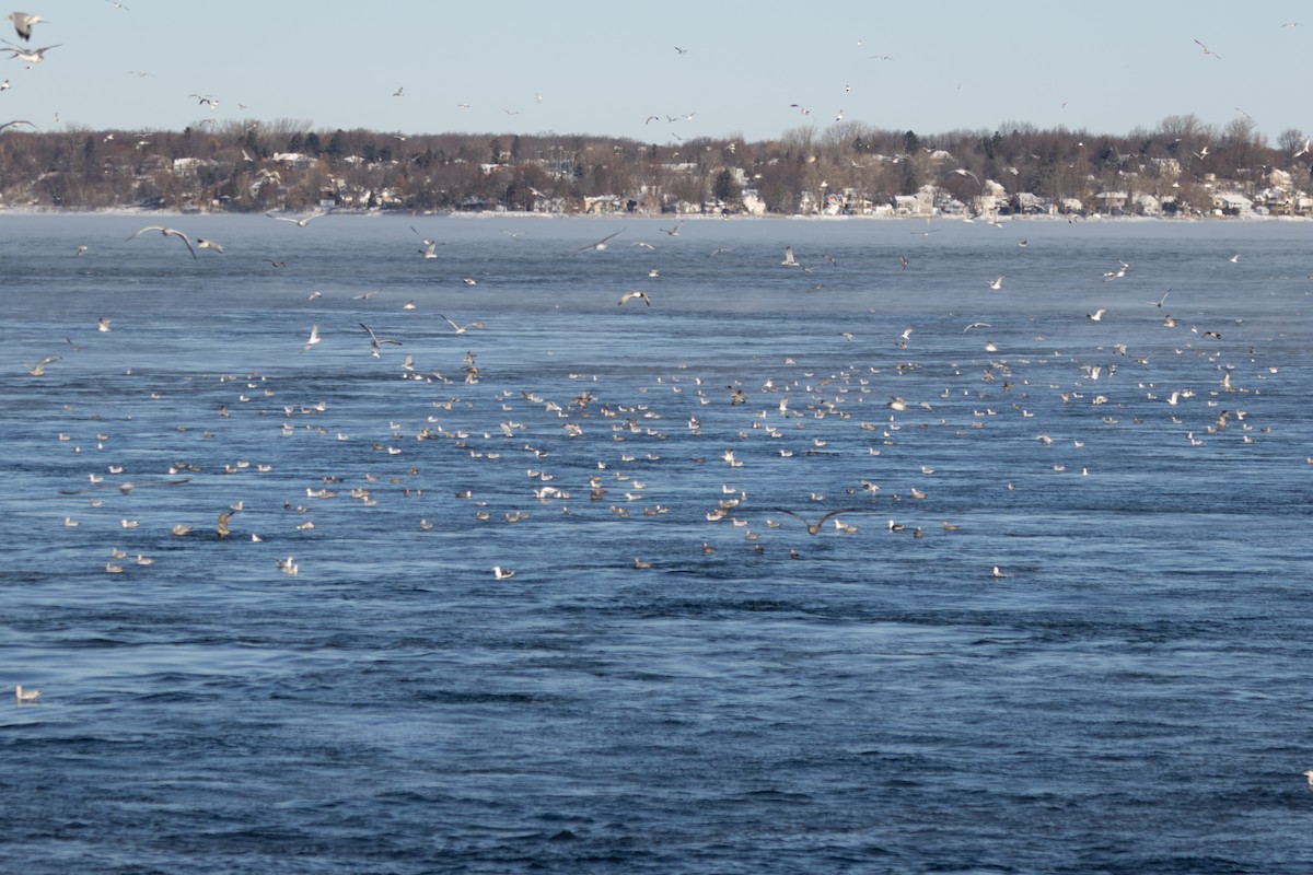 American Herring Gull - ML646610948