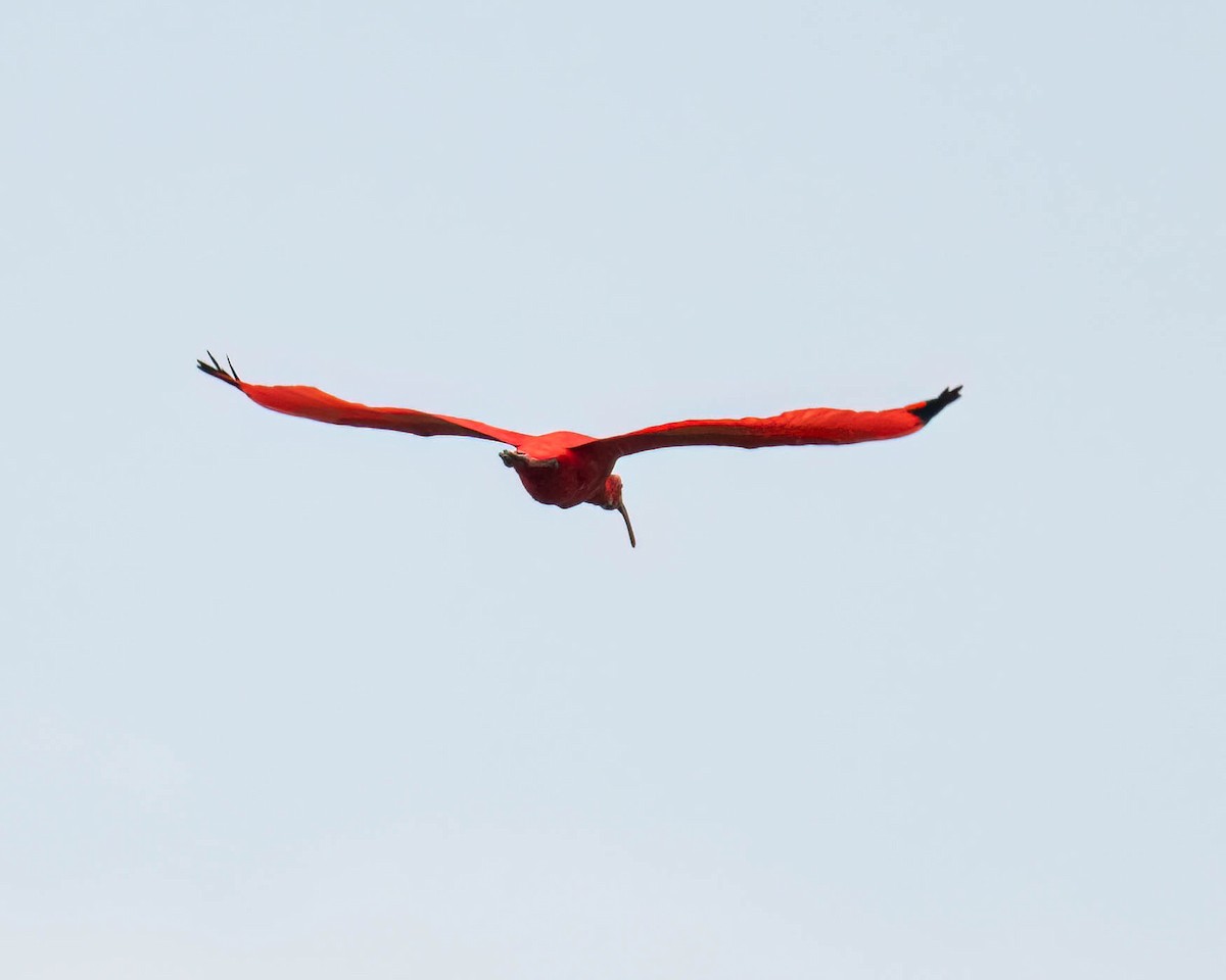 Corocoro Rojo - ML646610949