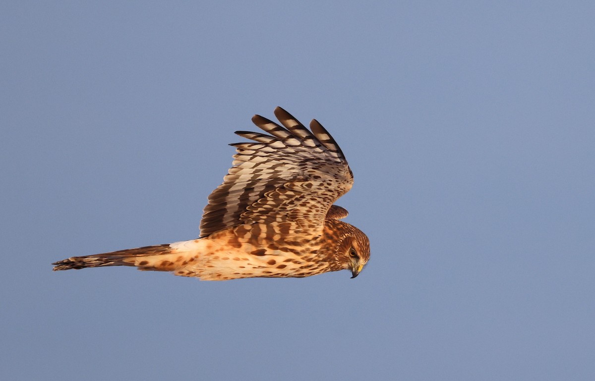 Aguilucho de Hudson - ML646610950