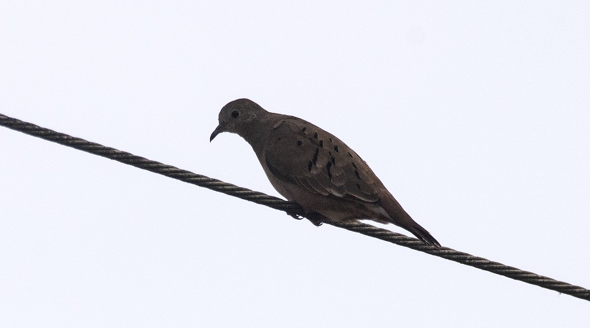 Columbina Colorada - ML646610951