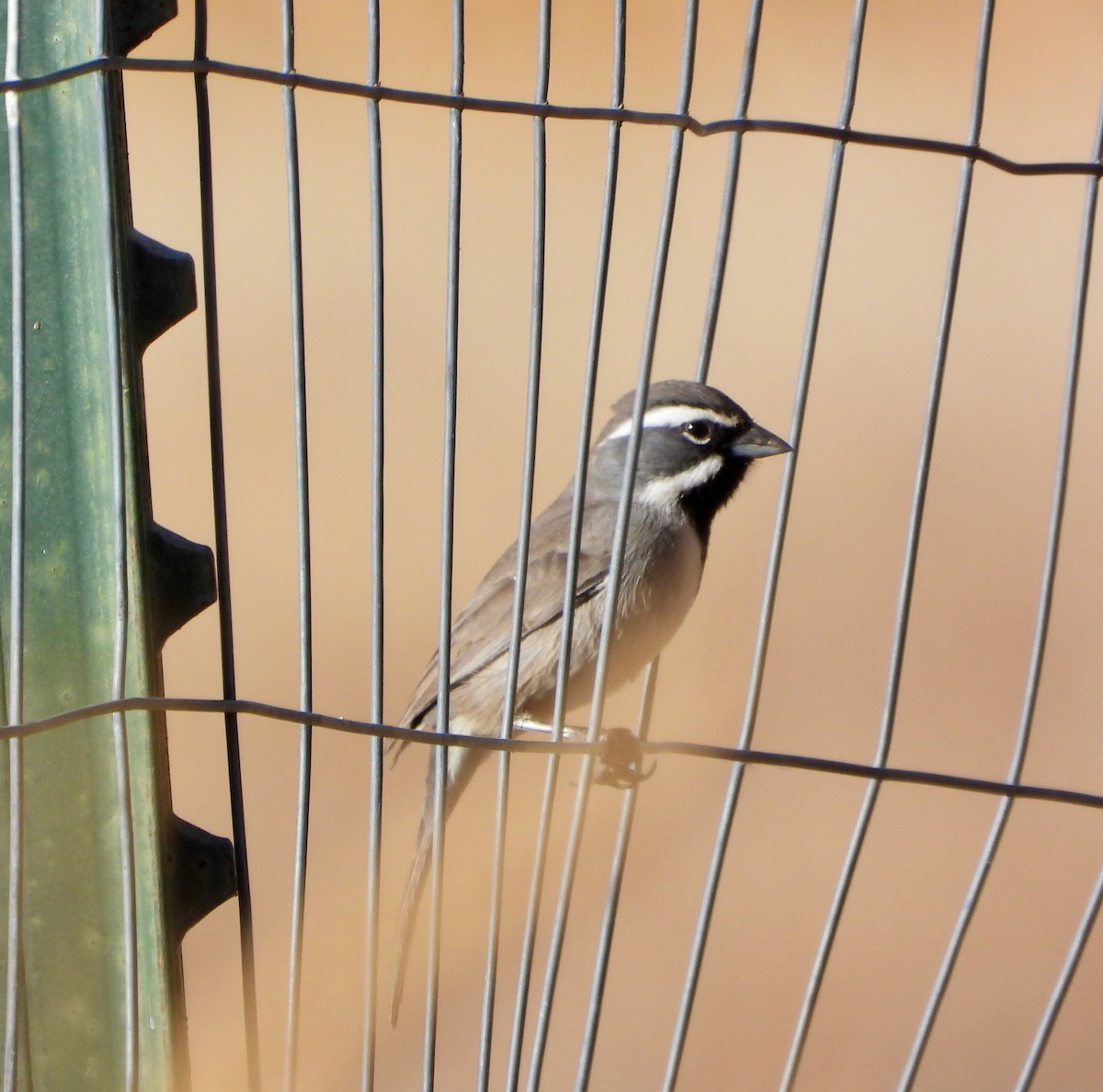 Black-throated Sparrow - ML646610953