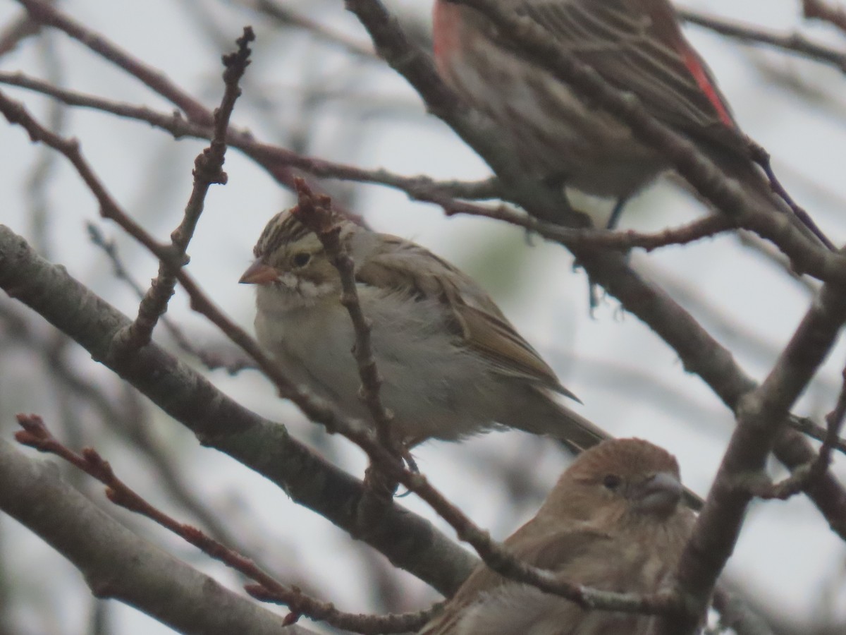Clay-colored Sparrow - ML646610954