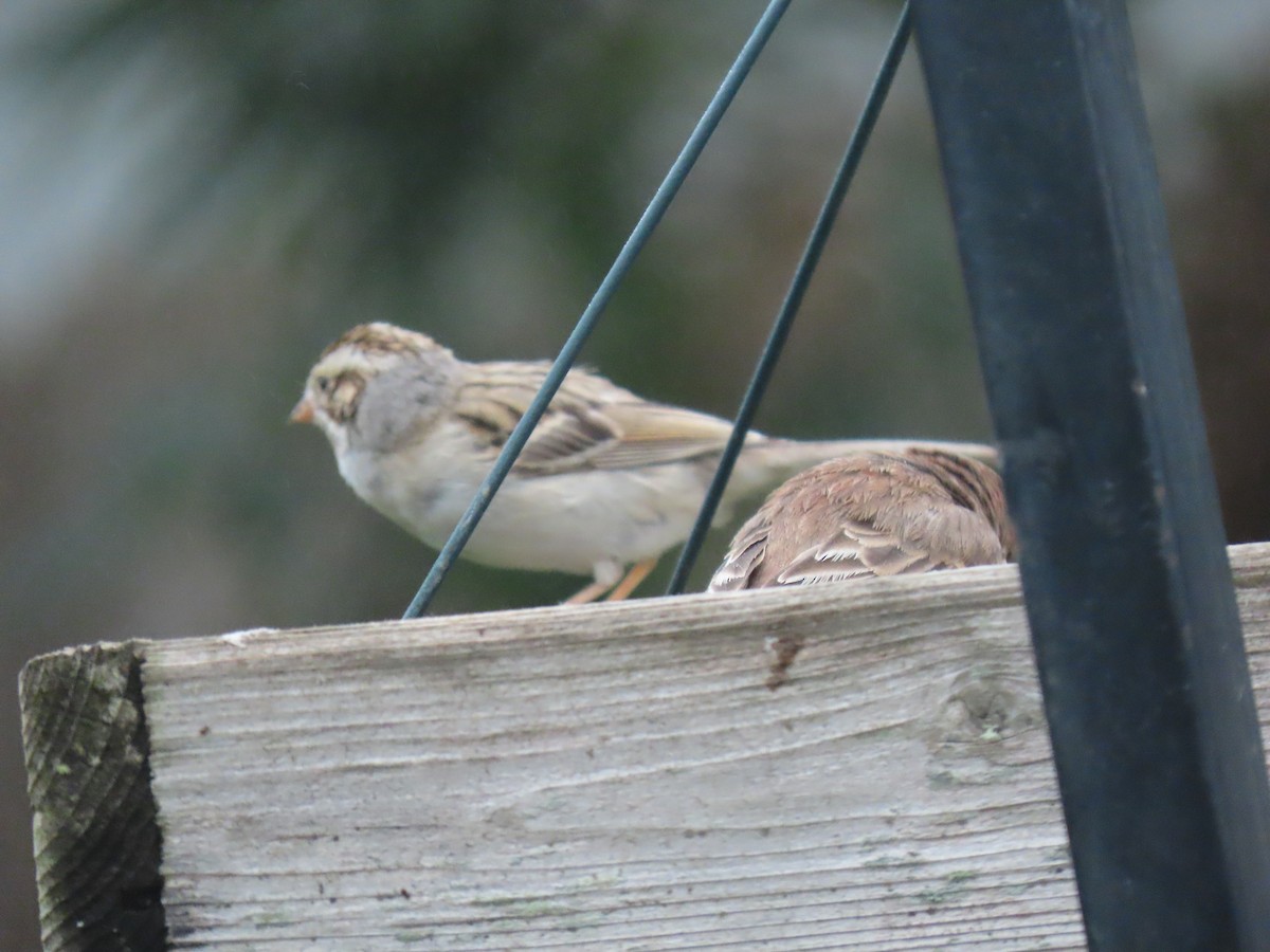 Clay-colored Sparrow - ML646610955