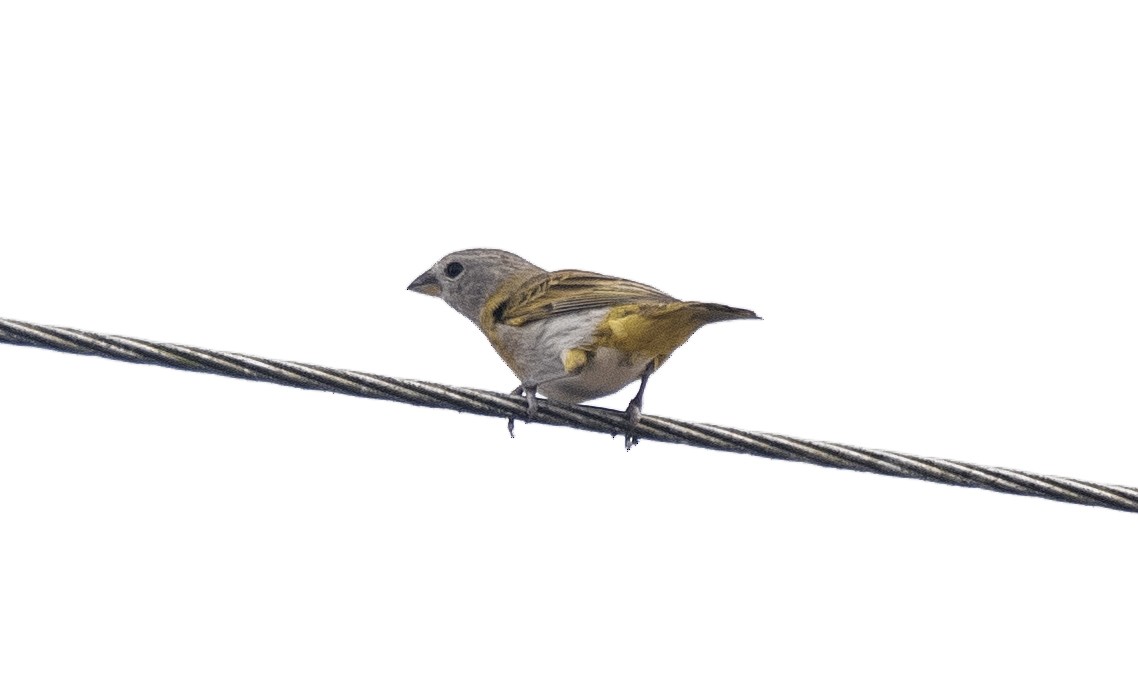 Chirigüe Azafranado - ML646610956