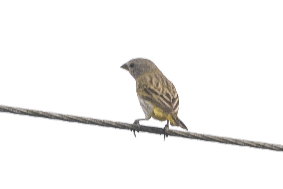 Chirigüe Azafranado - ML646610957