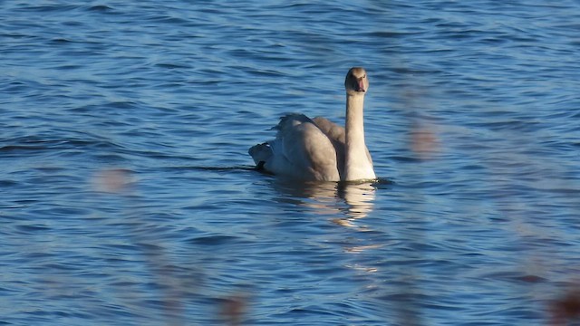 Cisne Chico - ML646610958
