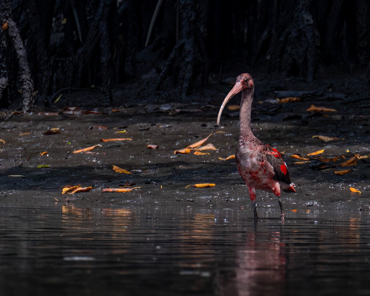 Corocoro Rojo - ML646610959