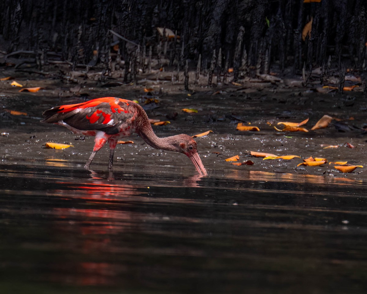 Corocoro Rojo - ML646610960