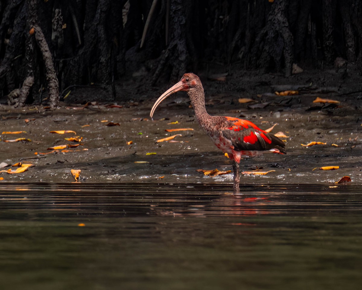 Corocoro Rojo - ML646610961