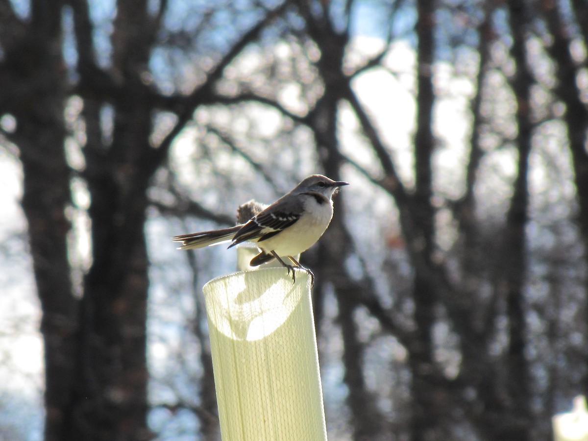 Sinsonte Norteño - ML646610962