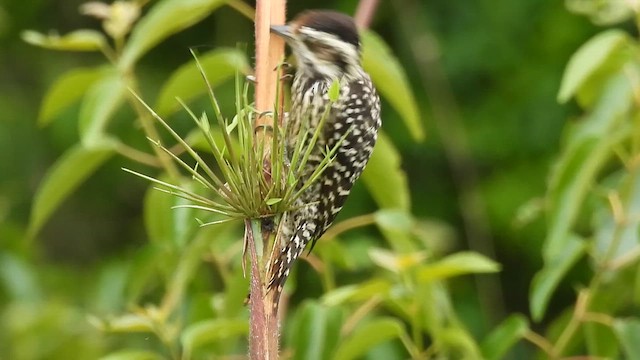 Damalı Büyük Ağaçkakan - ML646610963