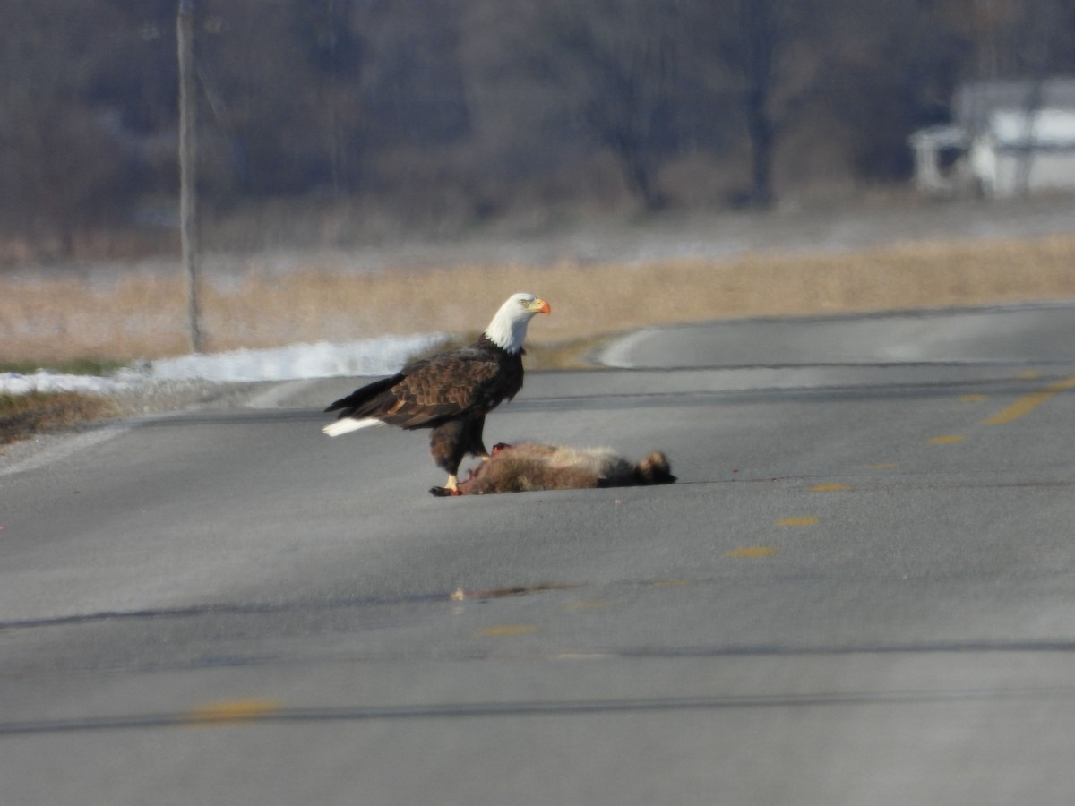 Bald Eagle - ML646610964