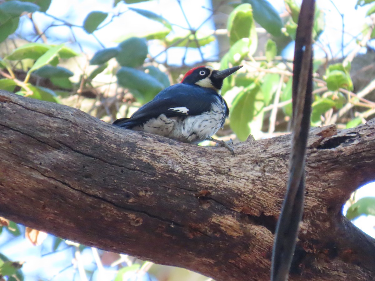 Acorn Woodpecker - ML646610968