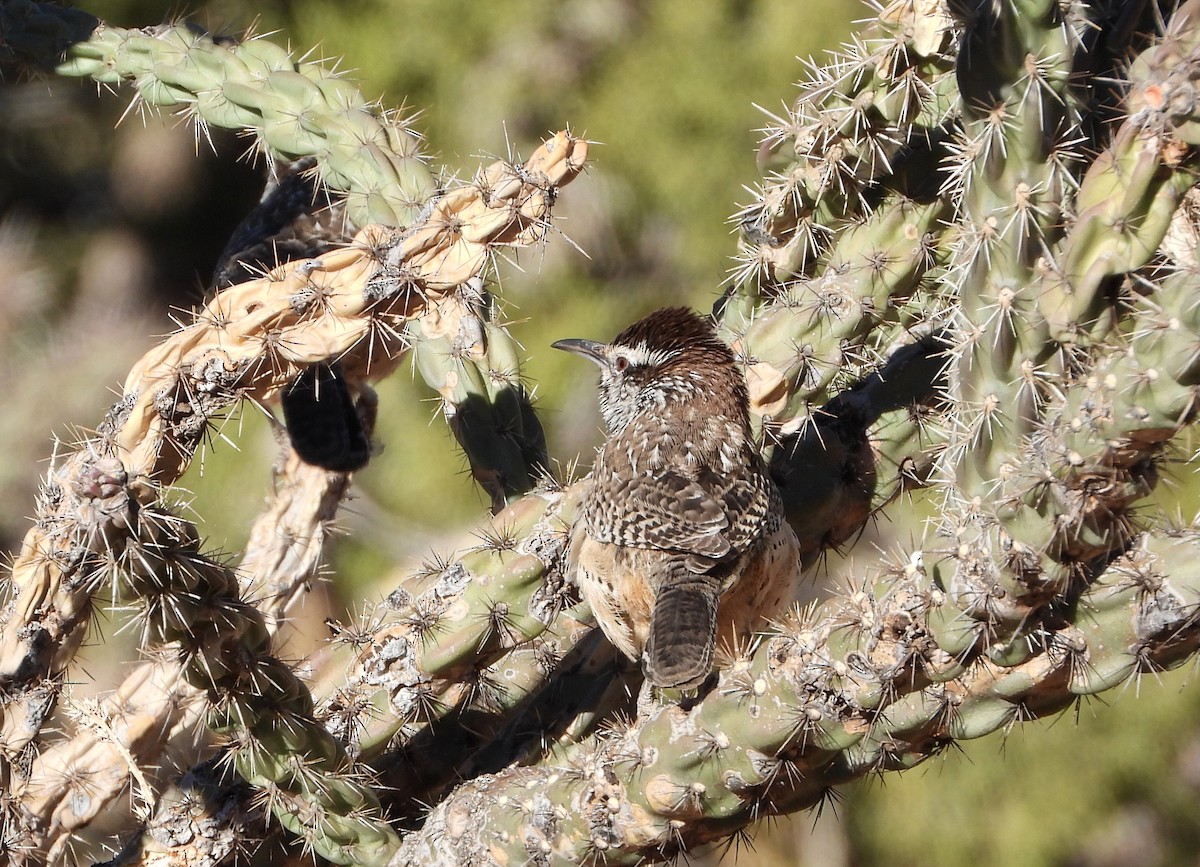 Cactus Wren - ML646610969