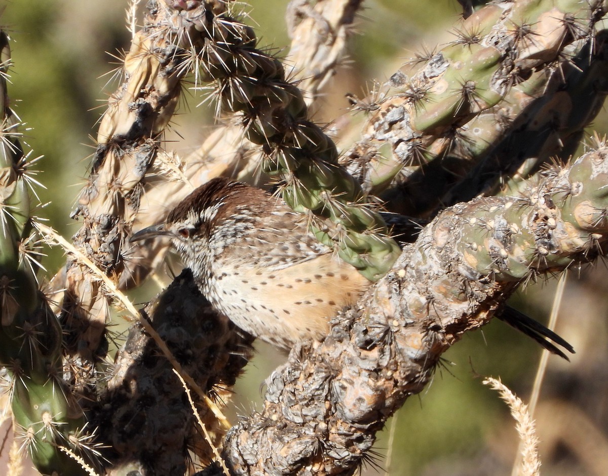 Cactus Wren - ML646610970