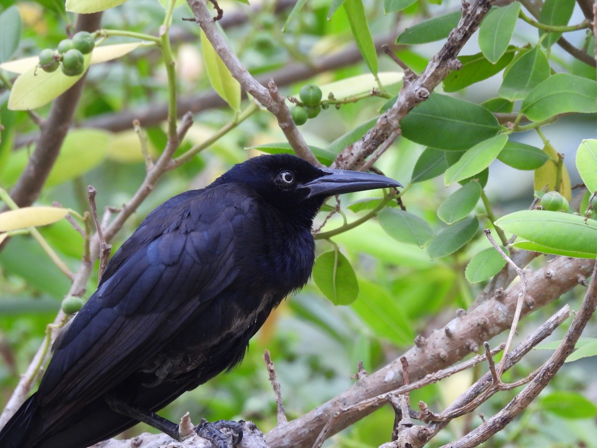 Great-tailed Grackle - ML646610971