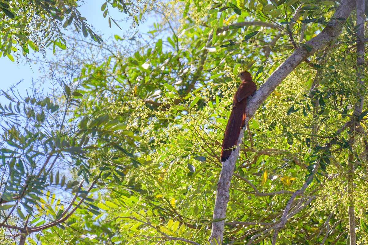 Meksika Sincap Guguğu - ML646610972