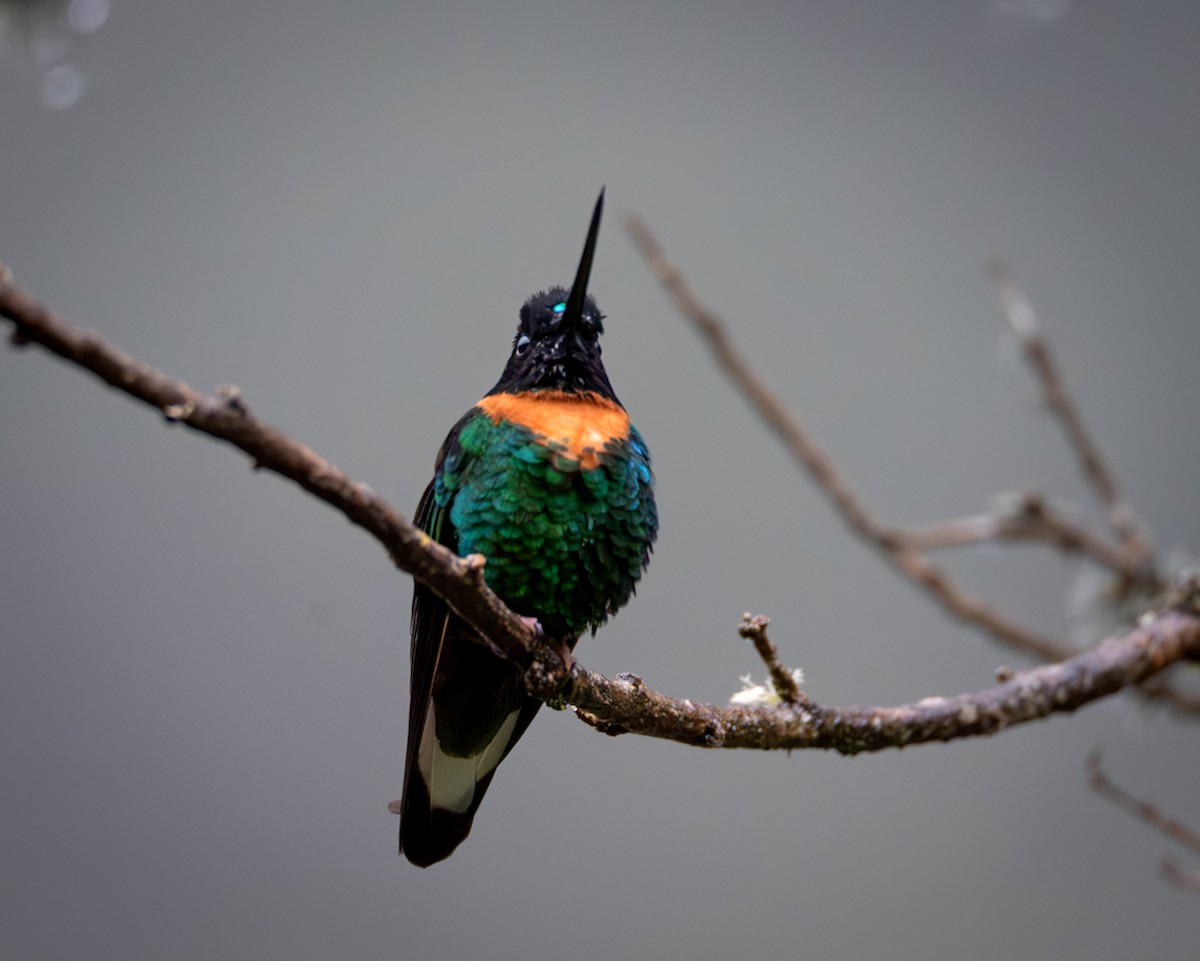 Gould's Inca - ML646610975